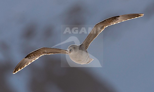 Northern Fulmar, Noordse stormvogel stock-image by Agami/Jari Peltomäki,