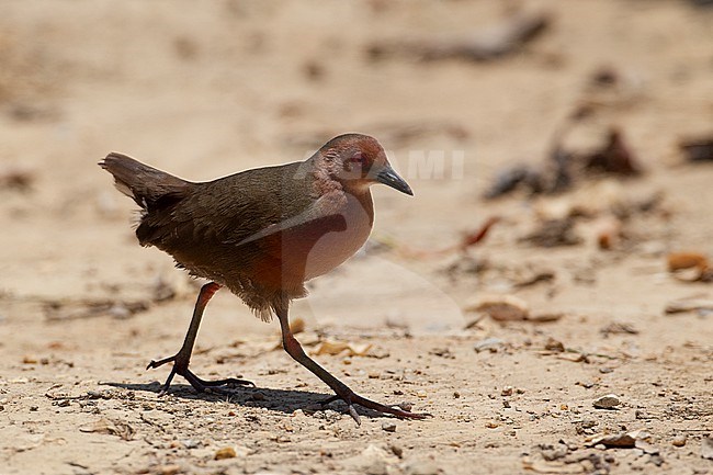 Ruddy-breasted Crake (Zapornia fusca) walking on ground at Laem Pak Bia, Thailand stock-image by Agami/Helge Sorensen,