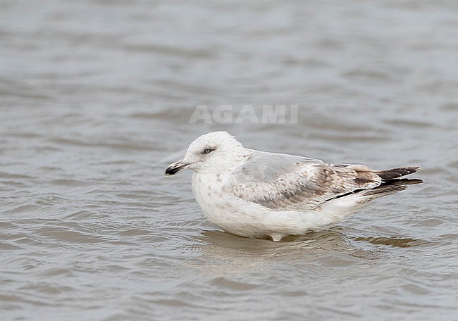 Subadult European Herring Gull (Larus argentatus) standing in shallow water at the beach of Katwijk in the Netherlands, during early summer. stock-image by Agami/Marc Guyt,