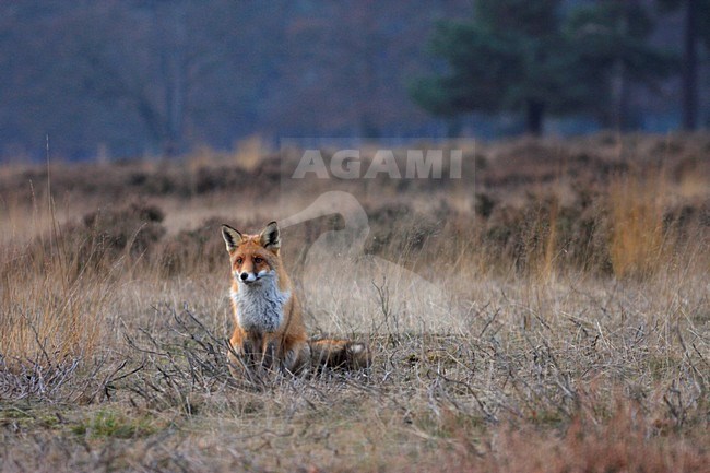 Vos liggend in gras; Red fox lying in gras stock-image by Agami/Wim Wilmers,