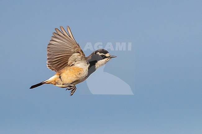 Capped Wheatear (Oenanthe pileata), side view of an adult in flight, Western Cape, South Africa stock-image by Agami/Saverio Gatto,