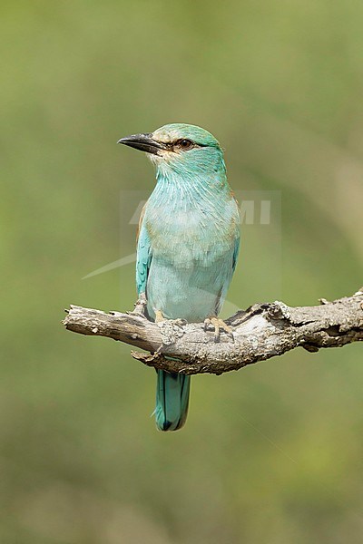 Scharrelaar; European Roller ; stock-image by Agami/Walter Soestbergen,