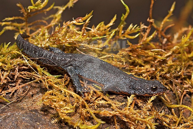 Volwassen Alpenwatersalamander in landfase; Adult Alpine Newt in landphase stock-image by Agami/Rob Olivier,