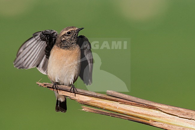 Bonte Tapuit, Pied Wheatear, Oenanthe pleschanka stock-image by Agami/Arnold Meijer,