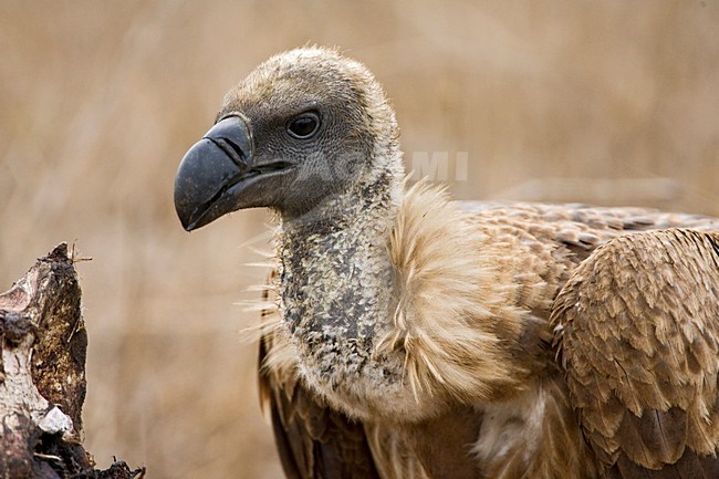 Witruggier, African White-backed Vulture, Gyps africanus stock-image by Agami/Marc Guyt,