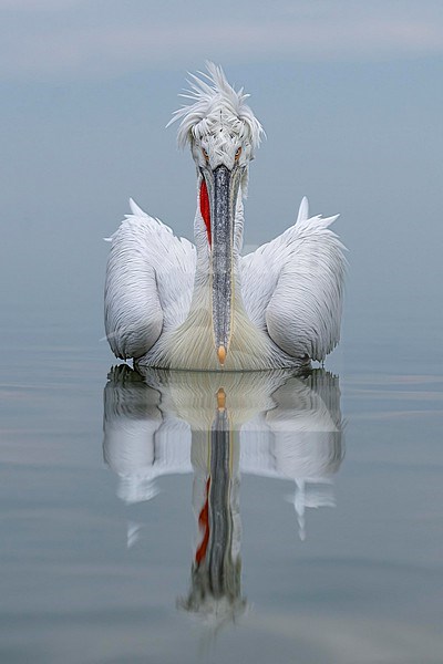 Dalmatian Pelican (Pelecanus crispus) in breeding plumage sitting on the water of lake Kerkini in Greece. stock-image by Agami/Marcel Burkhardt,