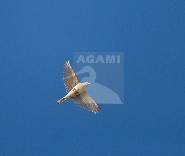 Vliegende, trekkende Duinpieper tegen de blauwe lucht; Flying migrating Tawny Pipit against blue sky stock-image by Agami/Ran Schols,