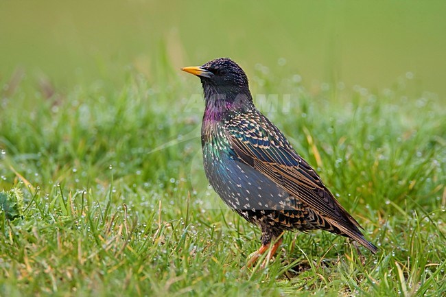 Volwassen Spreeuw in grasveld; Adult Common Starling in grass stock-image by Agami/Daniele Occhiato,