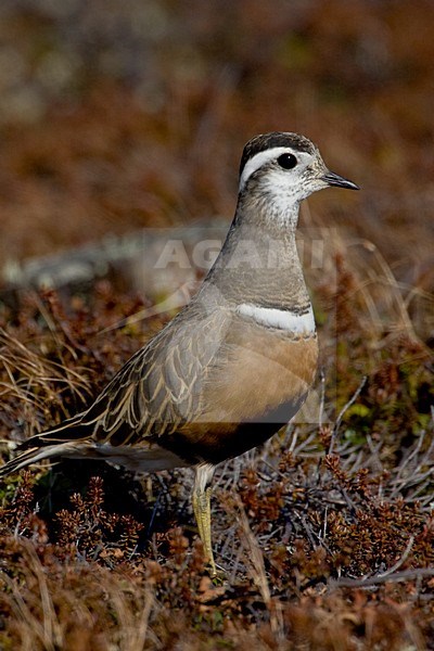 Morinelplevier in broedkleed, Eurasian Dotterel in breedingplumage stock-image by Agami/Daniele Occhiato,