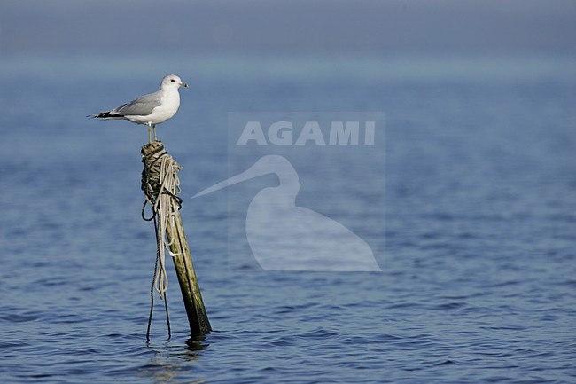 Common Gull standing on pole in water Poland, Stormmeeuw staand op paal in water Polen stock-image by Agami/Menno van Duijn,