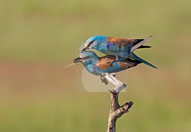 Scharrlaar; European Roller (Coracias garrulus)  Hungary May 2008 stock-image by Agami/Markus Varesvuo / Wild Wonders,