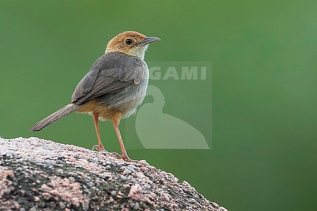 Rock-loving Cisticola, Cisticola emini, in Ghana. stock-image by Agami/Dubi Shapiro,