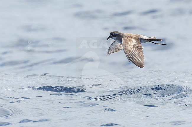 Latham's Storm Petrel (Pelagodroma (marina) maoriana) flying over the pacific ocean off North Island, New Zealand. stock-image by Agami/Marc Guyt,