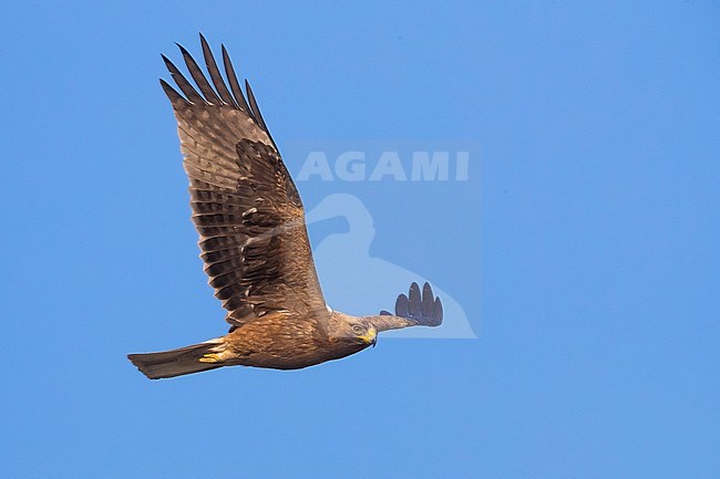 Donkere vorm Dwergarend; Dark phase Booted Eagle stock-image by Agami/Daniele Occhiato,