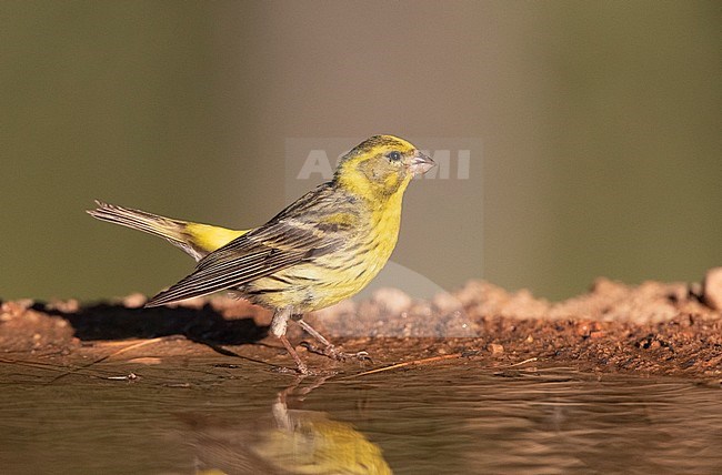 European Serin (Serinus serinus) in Spain. Male standing next to forest pool. stock-image by Agami/Marc Guyt,