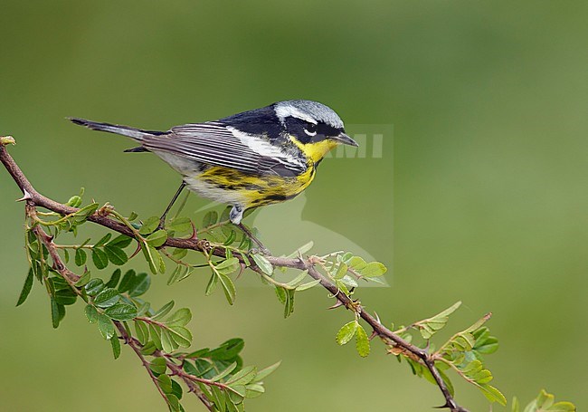 Adult male
Galveston Co., TX
April 2014 stock-image by Agami/Brian E Small,