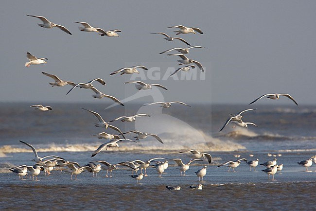 Zilvermeeuwen terugkerend op het strand; â‚¬ Herring Gulls returning on the beach stock-image by Agami/Arie Ouwerkerk,