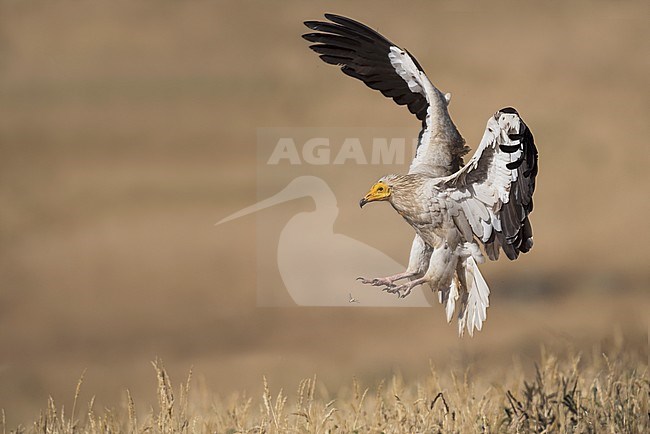 Endangered Egyptian Vulture (Neophron percnopterus) in flight stock-image by Agami/Alain Ghignone,