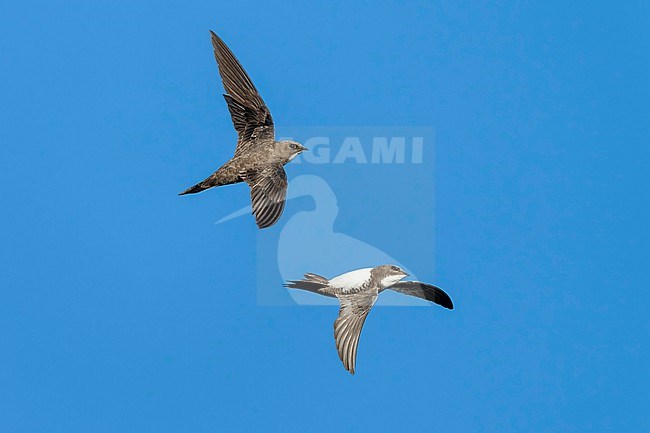 Alpine Swift (Tachymarptis melba) flying agains blue sky in Switzerland. stock-image by Agami/Marcel Burkhardt,