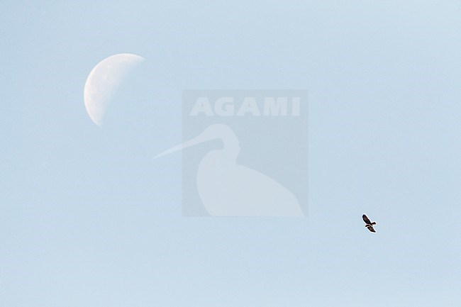 Western Marsh Harrier (Circus aeruginosus) on autumn migration along the east European Flyway (via pontica) in Bulgaria. stock-image by Agami/Marc Guyt,