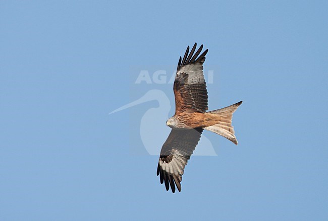 Vliegende Rode Wouw in blauwe lucht. Flying Red Kite against blue sky. stock-image by Agami/Ran Schols,