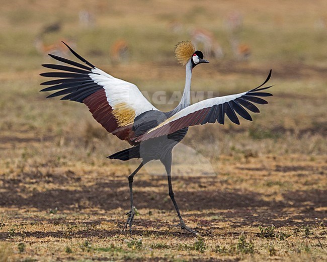 Grijze Kroonkraanvogel; Grey Crowned-Crane stock-image by Agami/Andy & Gill Swash ,