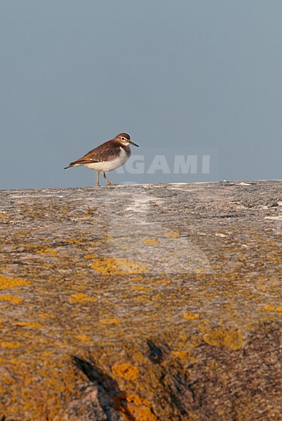 Volwassen Oeverloper in broedgebied; Adult Common Sandpiper at breeding site stock-image by Agami/Markus Varesvuo,