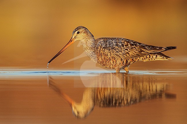 Rode Grutto, Hudsonian Godwit stock-image by Agami/Glenn Bartley,