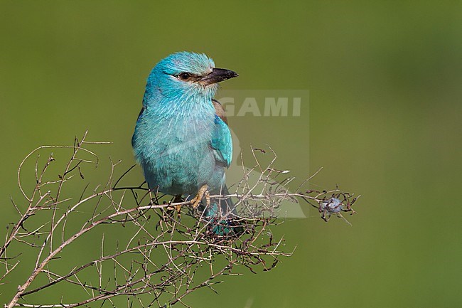 European Roller - Blauracke - Coracias garrulus ssp. semenowi, Kazakhstan, adult stock-image by Agami/Ralph Martin,