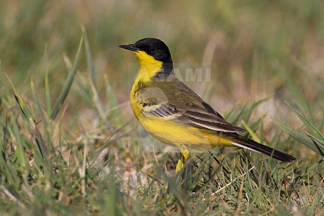 Mannetje Balkankwikstaart, Male Black-headed Wagtail stock-image by Agami/Daniele Occhiato,