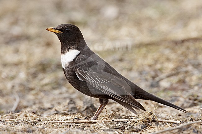 Ring Ouzel male standing on the ground; Beflijster man staand op de grond stock-image by Agami/Jari Peltomäki,