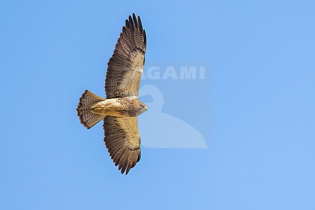 Adult (light morph)
San Diego Co., CA
April 2023 stock-image by Agami/Brian E Small,