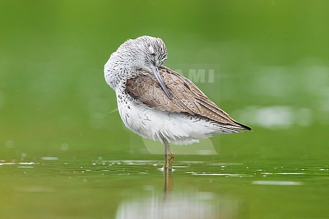 Greenshank (Tringa nebularia), adult preening in a pond, Campania, Italy stock-image by Agami/Saverio Gatto,