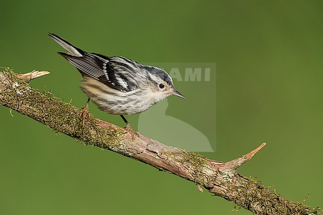 Adult female
Galveston Co., TX
April 2022 stock-image by Agami/Brian E Small,