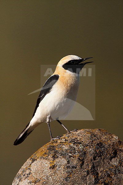 Zomerkleed man Westelijke Blonde Tapuit; Male Western Black-eared Wheatear (Oenanthe hispanica) perched on a rock stock-image by Agami/Oscar Díez,