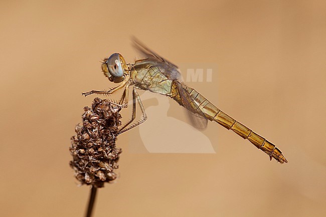 Imago Vuurlibel; Adult Scarlet Darter; Adult Broad Scarlet stock-image by Agami/Fazal Sardar,