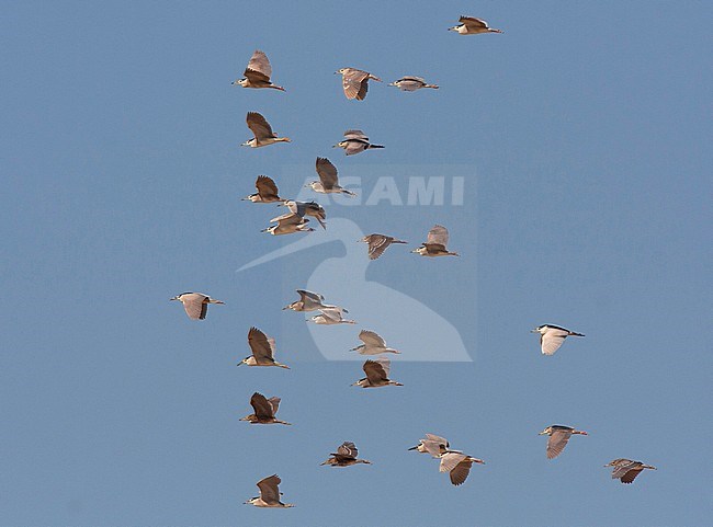 Flock of Black-crowned Night Herons (Nycticorax nycticorax) during migration in Egypt. Group with several different ages / plumages. stock-image by Agami/Edwin Winkel,