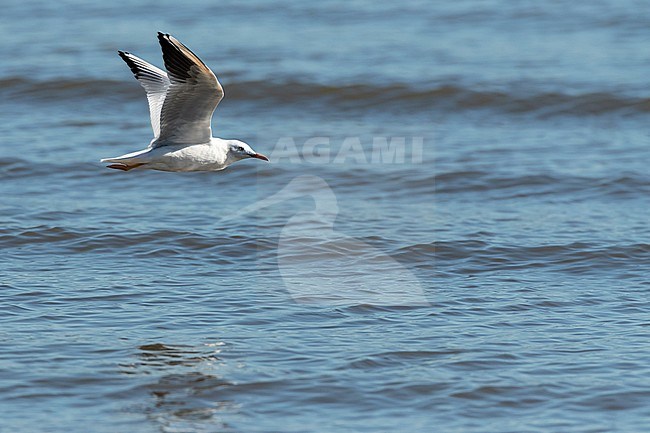 Slender-billed Gull (Chroicocephalus genei) during autumn migration in Ebro Delta, Spain stock-image by Agami/Marc Guyt,