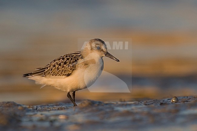 Sanderling along coast, Drieteenstrandloper langs kust stock-image by Agami/Han Bouwmeester,