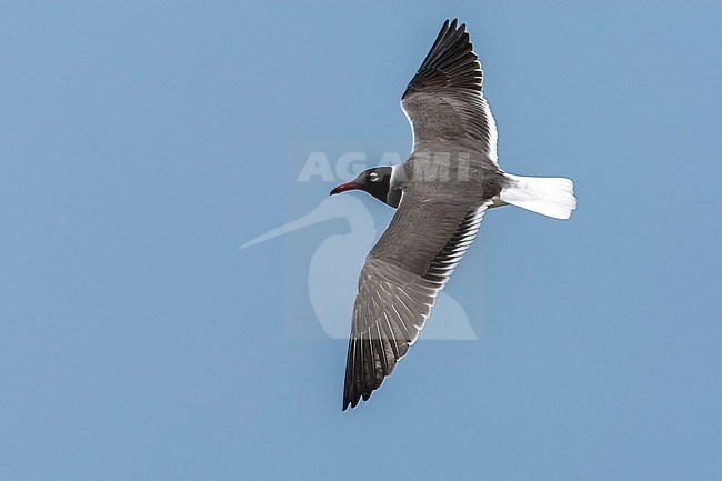 Adult White-eyed Gull flying along the Red Sea coast in Egypt. May 2009. stock-image by Agami/Vincent Legrand,