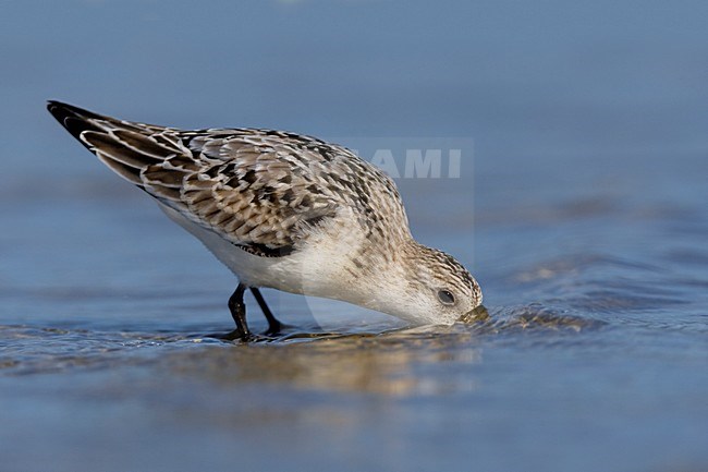 Juvenile Drieteenstrandloper op het strand; Juvenile Sanderling on the beach stock-image by Agami/Daniele Occhiato,