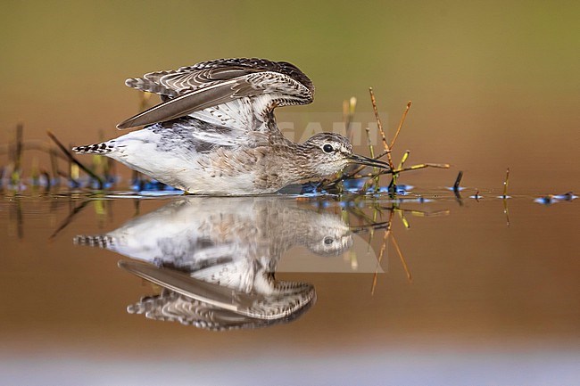 Wood Sandpiper (Tringa glareola) in Italy. stock-image by Agami/Daniele Occhiato,