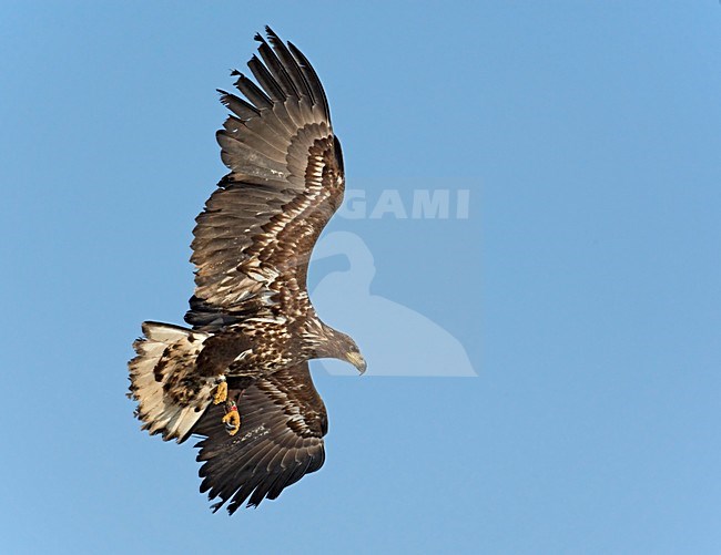 Onvolwassen Zeearend in de vlucht; Immature White-tailed Eagle in flight stock-image by Agami/Markus Varesvuo,