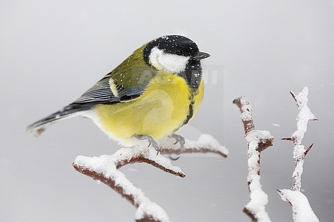 Great Tit (Parus major aphrodite), side view od an adult female perched on a branch covered in snow, Campania, Italy stock-image by Agami/Saverio Gatto,