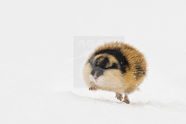 Berglemming in de sneeuw, Norway Lemming in the snow stock-image by Agami/Jari Peltomäki,