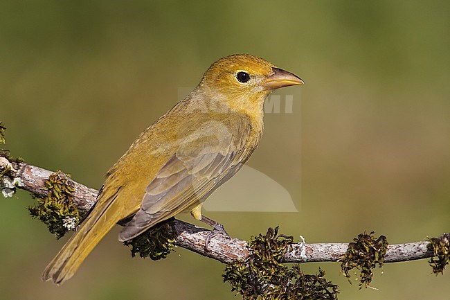 Adult female
Galveston Co., TX
April 2012 stock-image by Agami/Brian E Small,