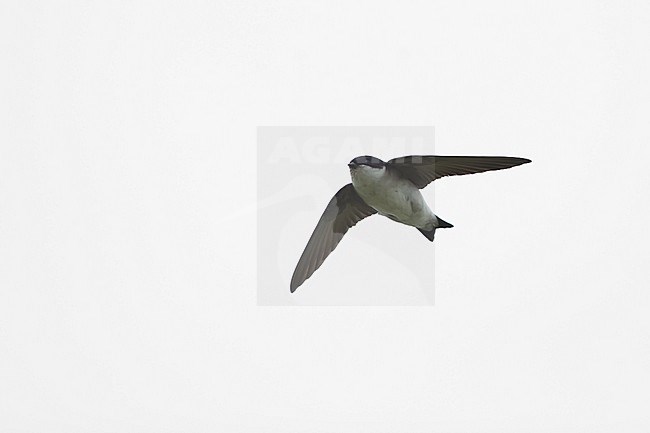 A Northern House Martin (Delichon urbicum lagopodum) in flight from below stock-image by Agami/Mathias Putze,