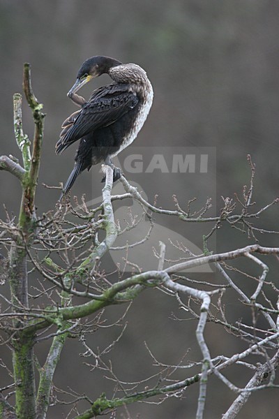 Great Cormorant preening in tree Netherlands, Aalscholver poetsend in boom Nederland stock-image by Agami/Menno van Duijn,