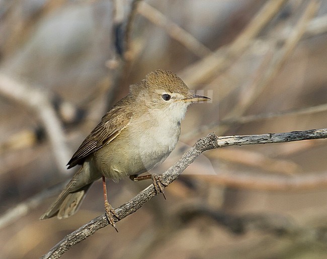 Syke's Warbler - Steppenspötter - Iduna rama, Kazakhstan stock-image by Agami/Ralph Martin,