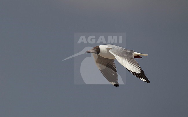 Brown-headed Gull (Chroicocephalus brunnicephalus) adult in summer plumage in fligth at Pak Thale, Thailand stock-image by Agami/Helge Sorensen,